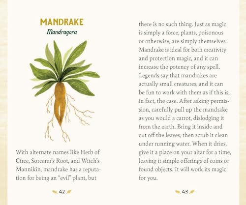 Forest Magic Oracle: A Deck and Guidebook for Green Witches