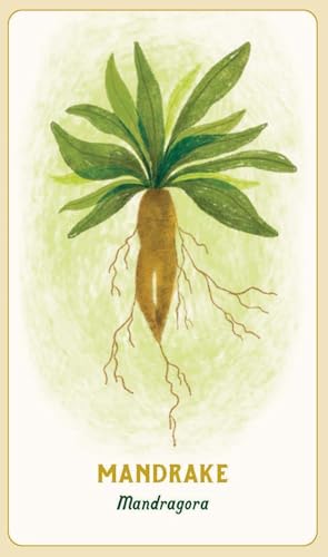 Forest Magic Oracle: A Deck and Guidebook for Green Witches