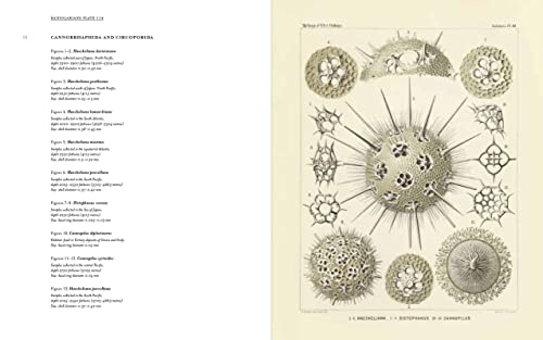 Art Forms from the Abyss: Ernst Haeckel's Images from the HMS Challenger Expedition