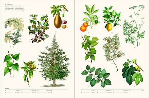 The Secret Language of Plants: Art, Nature & Symbolism