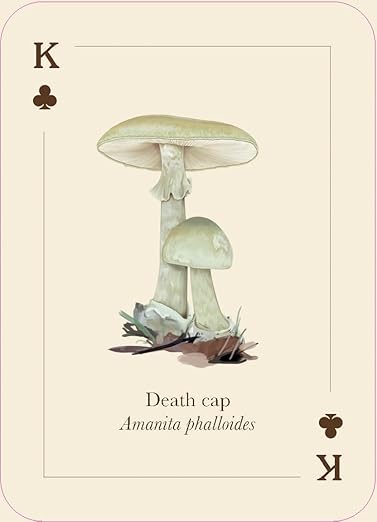 Mushrooms of the Wild