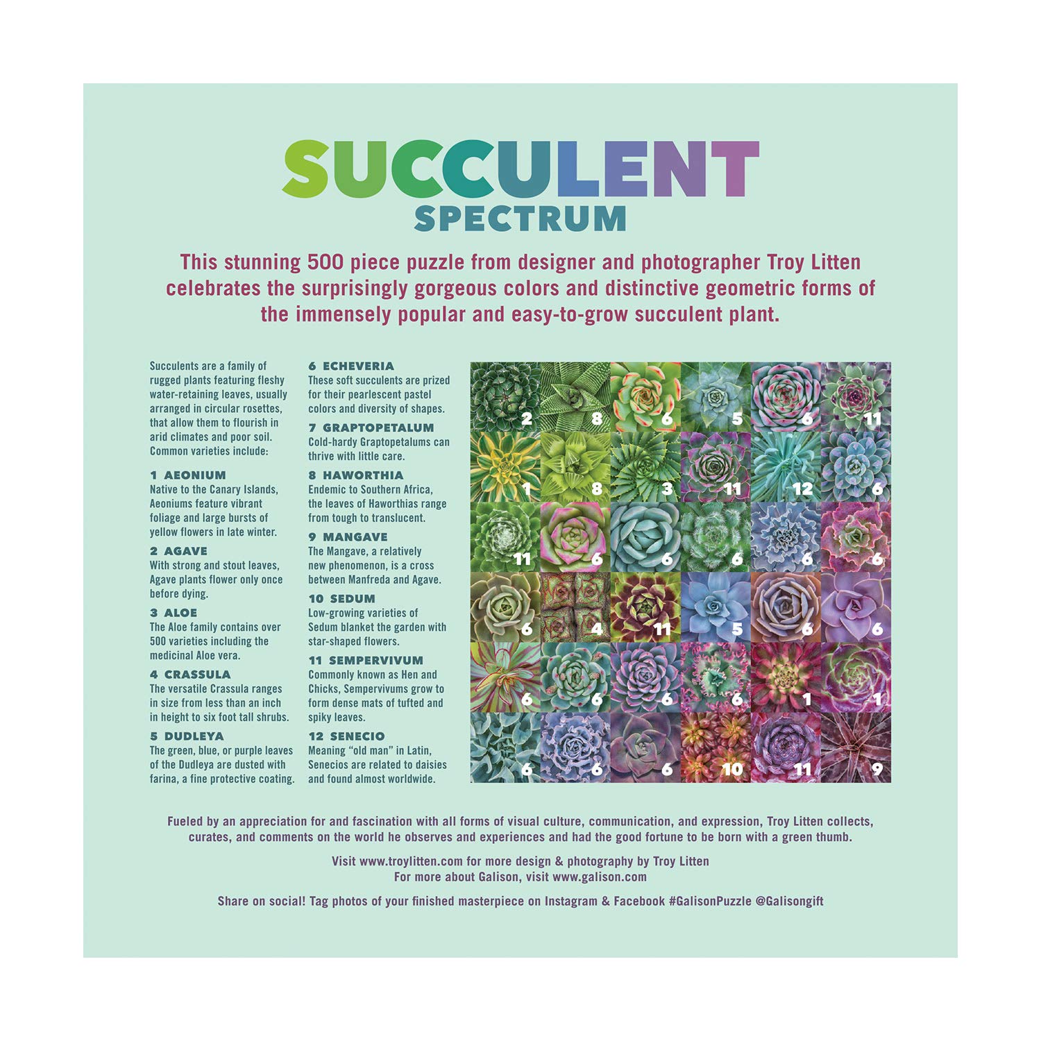 Succulent Spectrum 500 Piece Puzzle