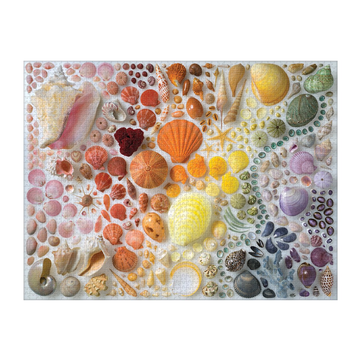 Rainbow Shells 2000 Piece Puzzle