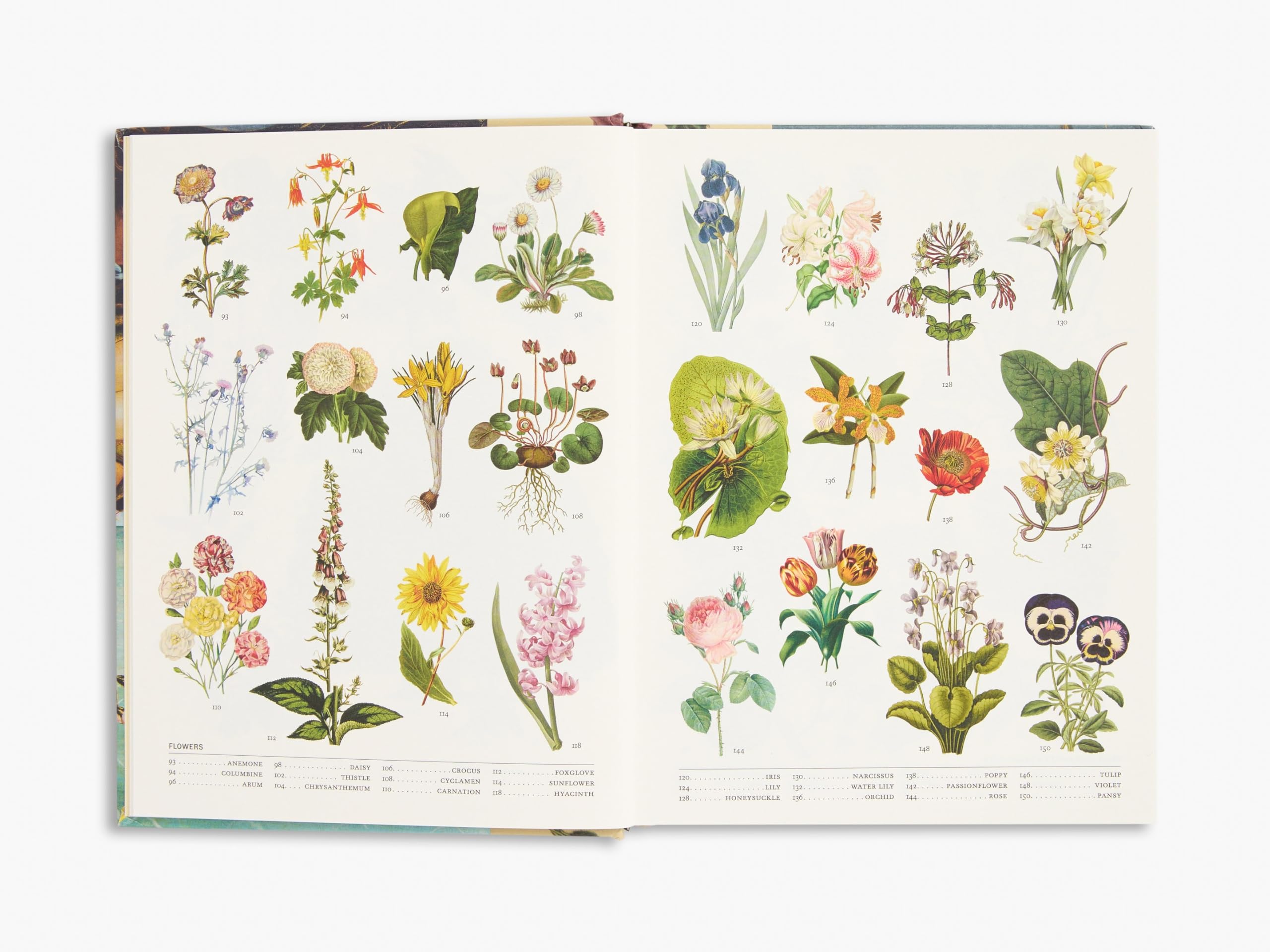 The Secret Language of Plants: Art, Nature & Symbolism