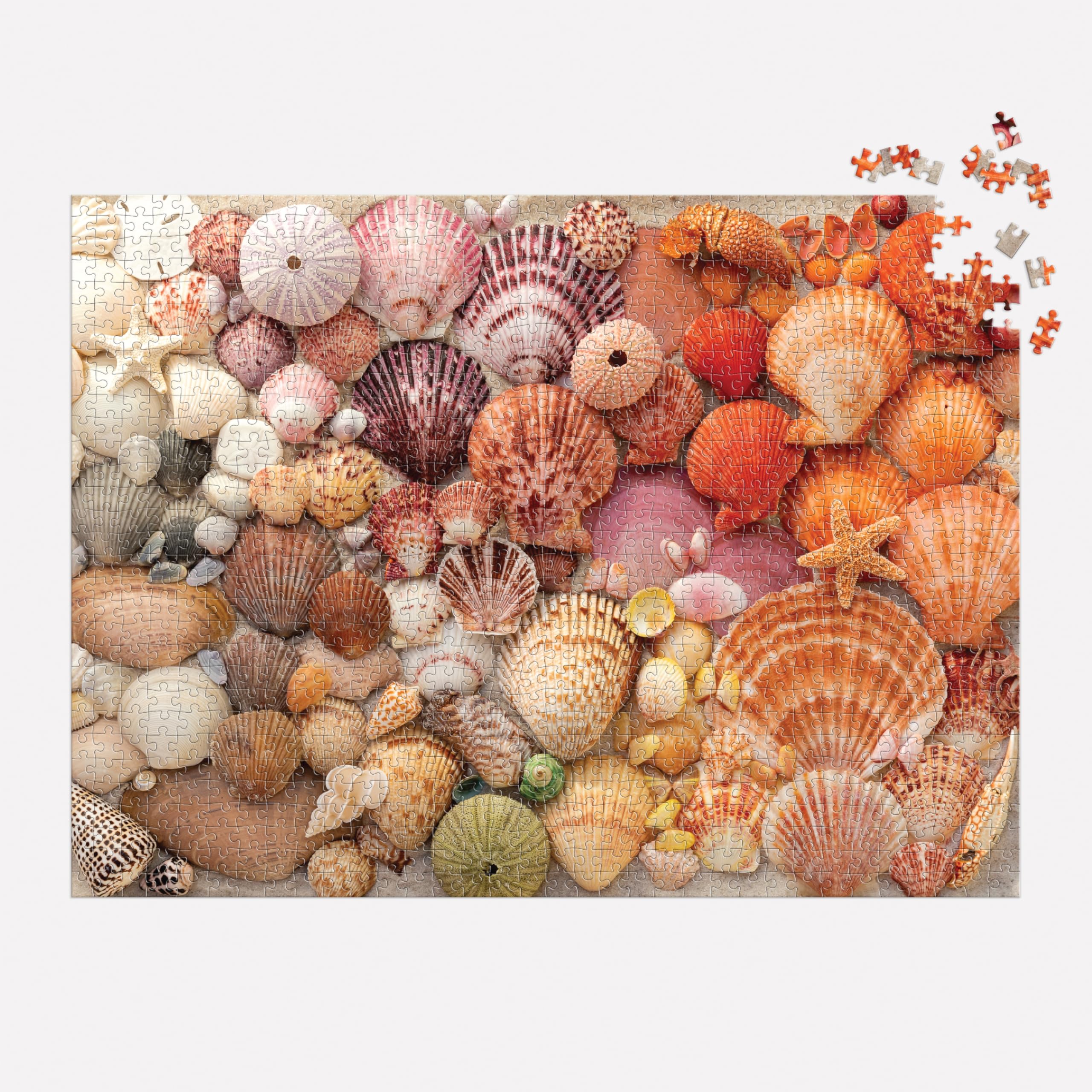 Vibrant Seashells 1000 Piece Puzzle
