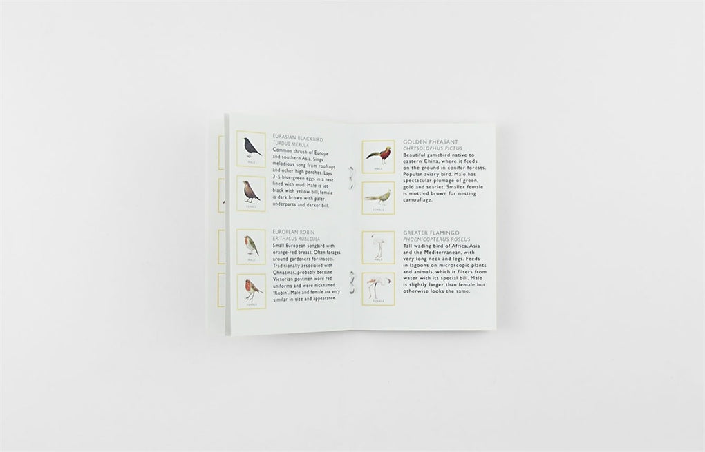 Match a Pair of Birds