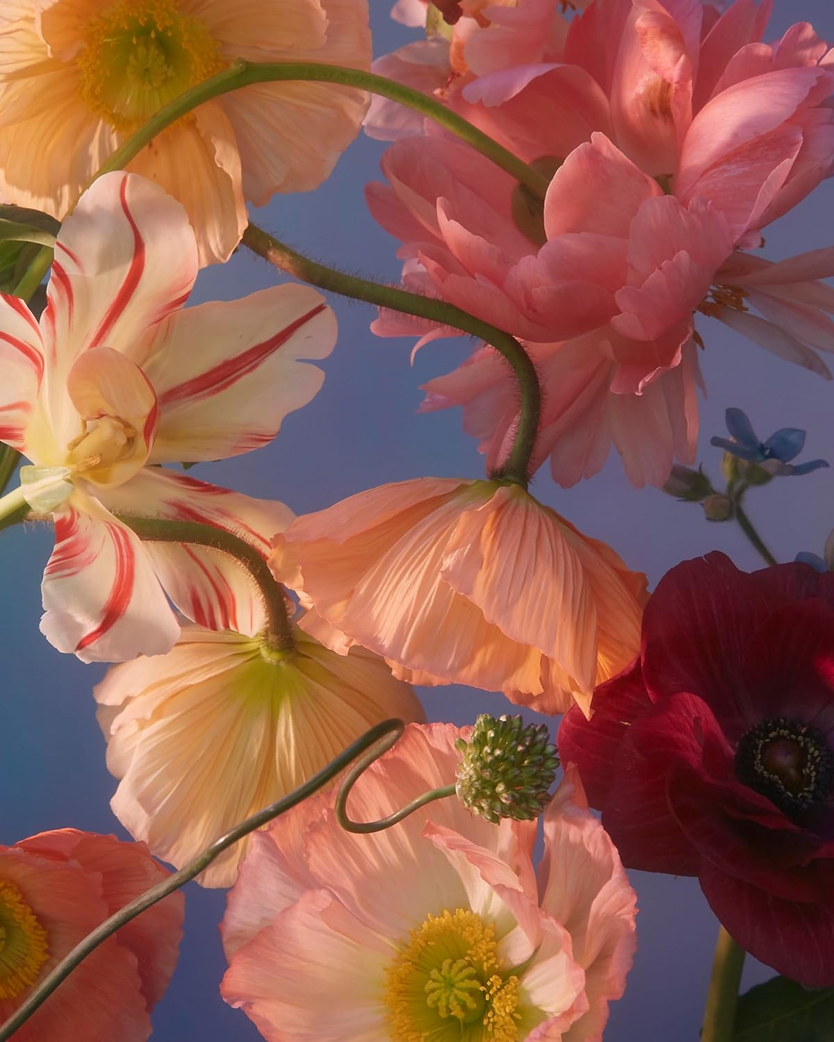 Still Life Notecards: 20 Notecards and Envelopes