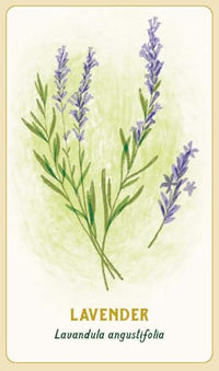 Forest Magic Oracle: A Deck and Guidebook for Green Witches