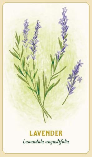 Forest Magic Oracle: A Deck and Guidebook for Green Witches