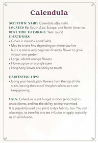 Enchanted Foraging Deck: 50 Plant Identification Cards to Discover Nature's Magic