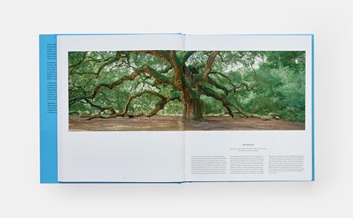 Tree: Exploring the Arboreal World