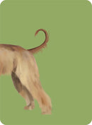 Heads & Tails: A Dog Memory Game