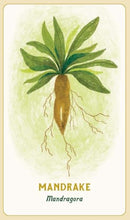 Forest Magic Oracle: A Deck and Guidebook for Green Witches