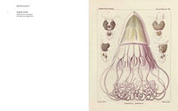 Art Forms from the Abyss: Ernst Haeckel's Images from the HMS Challenger Expedition