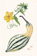 The Seed Collector's Kit