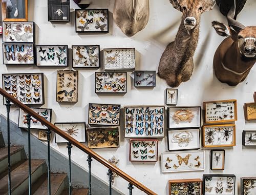 Extraordinary Collections: French Interiors, Flea Markets, Ateliers