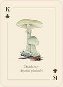 Mushrooms of the Wild