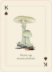 Mushrooms of the Wild