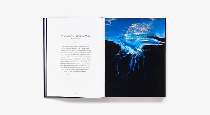 Shapeshifters: The Wondrous World of Jellyfish