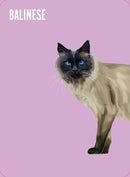 Heads & Tails: A Cat Memory Game