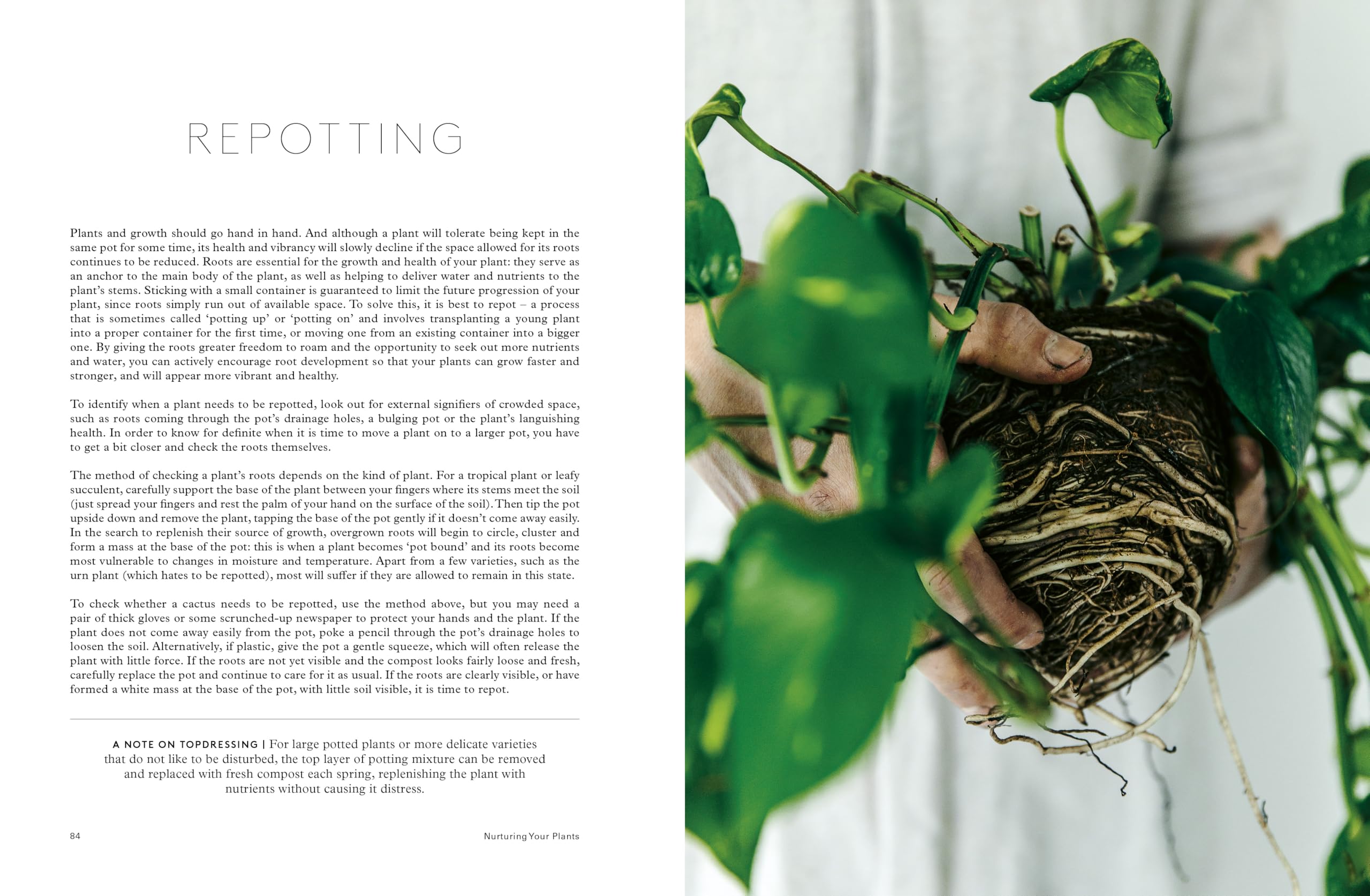 House of Plants: Living with tropical plants, succulents and cacti