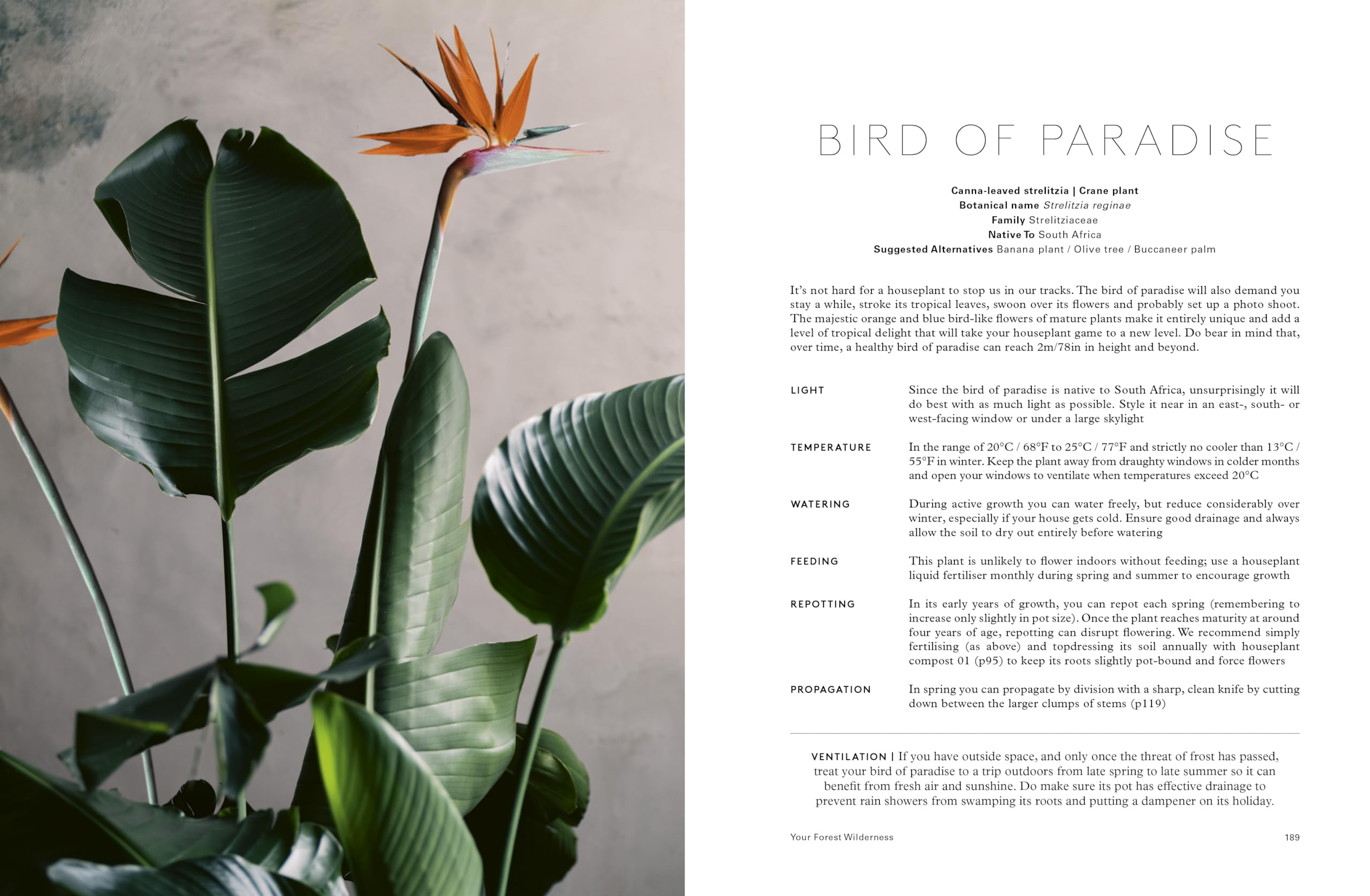 House of Plants: Living with tropical plants, succulents and cacti