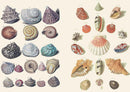 The Curious Collections Sticker Book