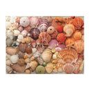 Vibrant Seashells 1000 Piece Puzzle