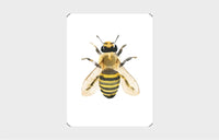 You Callin' Me a Cheetah? (Psst! I'm a Leopard!)