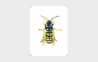 You Callin' Me a Cheetah? (Psst! I'm a Leopard!)