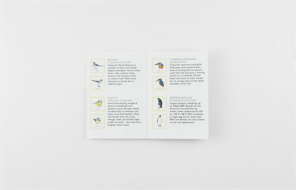 Match a Pair of Birds