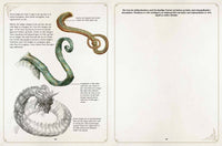 Fantastiske drager og hvordan tegne dem