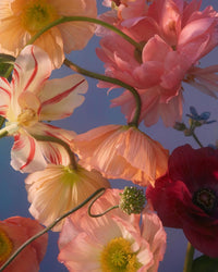 Still Life Notecards: 20 Notecards and Envelopes